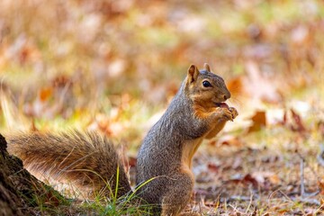 Wall Mural - the fox squirrel (sciurus niger), also known as the eastern fox squirrel or bryant's fox squirrel.
