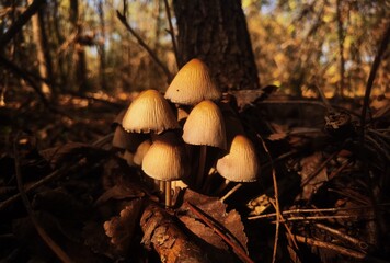 Canvas Print - group of small mushrooms in autumn forest