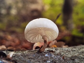 Canvas Print - Small white mushroom on the trunk in a beautiful autumn forest