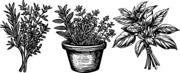 Wall Mural - Vintage vector set of herbs including basil, rosemary, parsley, and thyme. Hand drawn engraved illustration.