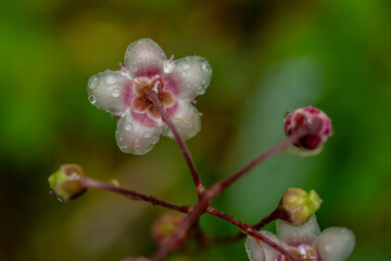 Wall Mural - Droplets Cling To Princes Pine Flowers At Various Stages Of Blooming