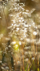 Wall Mural - Shallow depth of focus of autumn colored grass covered in dew creating bokeh
