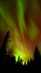 Wall Mural - very colorful geed and red aurora in a starry sky with silhouettes of pine trees