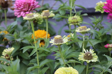 small lime green blossom with center cone topped with yellow petals