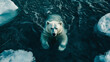 © Bonsales - Polar bear swims gracefully in icy arctic waters, navigating ice floes with a determined gaze