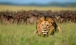 © Sebelas Studio - A lion crouches in tall grass, watching a herd of wildebeests nearby.