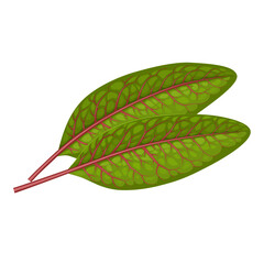 Wall Mural - Illustration of red veined sorrel leaves, scientific name Rumex sanguineus, isolated on white background.