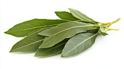 Fresh Bay Leaves Isolated on White Background