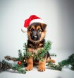 © Enrique - Cachorro navideño