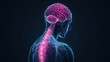 © Yulia - Human brain and spine x-ray with neural connections