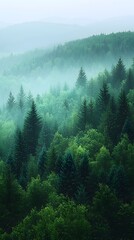  A breathtaking view of a dense forest, showcasing layers of evergreen trees shrouded in morning mist, evoking a tranquil and serene atmosphere.