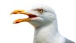 © Sathaporn Buarabut - Seagull with open beak isolated on white silhouette