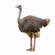 © homydesign - A large gray ostrich with long legs and a long neck stands on a white background