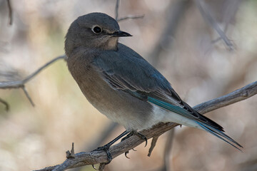 Mountain bluebird looking left