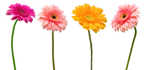 Wall Mural - Collection beautiful delicate flowers gerberas isolated on white background. Fashionable creative floral composition. Summer, spring. Flat lay, top view