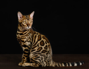 Aufkleber - Portrait of  young Bengal cat on black background