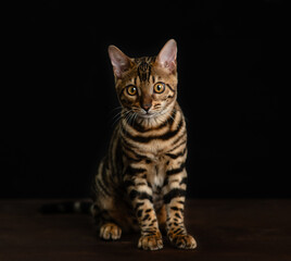 Aufkleber - Portrait of Bengal cat on black background