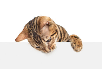 Poster - Playful bengal cat looking down above blank white banner. Isolated  on white banner