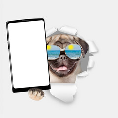 Aufkleber - Funny Pug puppy wearing  mirrored sunglasses holds big smartphone with white blank screen, showing close to camera through torn white paper hole. Empty free space for mock up