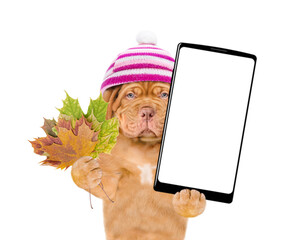 Poster - Unhappy Mastiff puppy wearing warm hat holds dry colorful leaves and big smartphone with white blank screen in it paw. Isolated on white background. Empty space for text