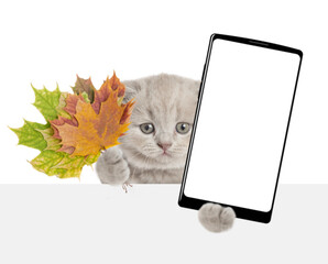 Poster - Cute kitten holds dry autumn leaves and shows smartphone with white blank screen in it paw above blank white banner. isolated on white background