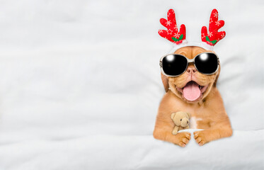 Fototapete - Cute Mastiff puppy dressed like santa claus reindeer Rudolf lying under white blanket at home and hugs toy bear. Top down view. Empty space for text