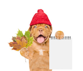 Poster - Happy mastiff puppy wearing a warm hat with pompon holds dry colorful leaves and shows blank notepad. isolated on white background