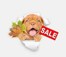 Poster - Happy Mastiff puppy holds dry colorful leaves and shows signboard with labeled 