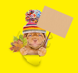 Poster - Happy Mastiff puppy wearing warm hat looking through the hole in yellow paper and showing blank placard