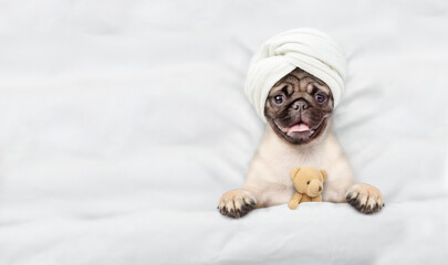 Fototapete - Funny Pug puppy with towel on it head relaxing on the bed at home with favorite toy bear. Top down view. Empty space for text