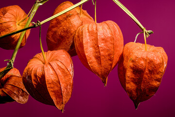 Wall Mural - Physalis on a pink background