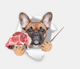 Poster - French bulldog puppy holds bowl of raw meat, looks through the hole in white paper and points away on empty space
