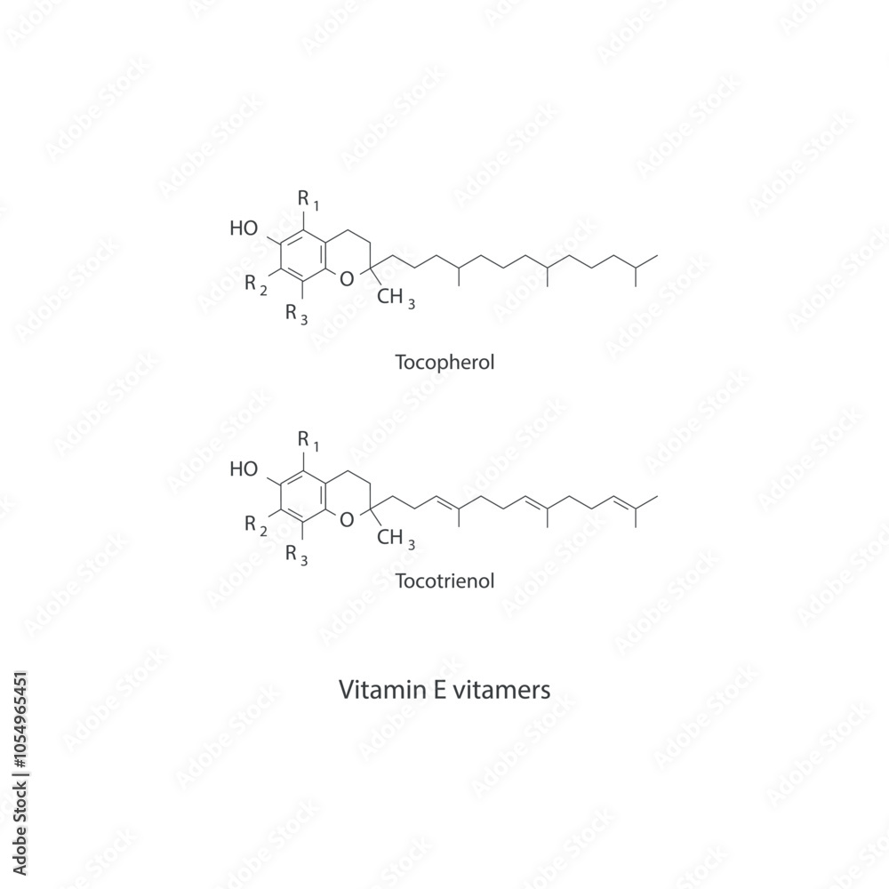 Vetor Diagram of Vitamin E vitamers - Tocopherol and Tocotrienol ...