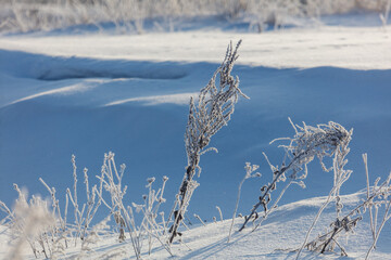 Wall Mural - A snow covered field with a few plants and a small patch of grass