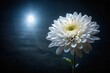 © Latsamee - White flower with shallow depth of field illuminated in dark background