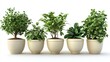© Montaha Hossain - Beautiful Potted Plants Arrangement
