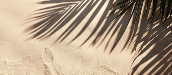 Canvas Print - Shadow of palm leaves cast on sand providing an aesthetic background with copy space image