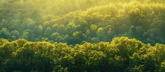 Wall Mural - The vibrant yellow green foliage of the treetops under the morning sun creates a stunning gradient in the landscape making it a radiant and flawless copy space image on this beautiful day