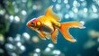 © Paul - One goldfish, swimming boldly among countless silver fish, its radiant color a striking contrast in a sleek, minimalist aquarium