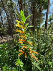 Cuphea micropetala or Candy Corn Plant is a fast growing evergreen shrub. Mexican native is frequently planted as an edging plant along walkway. Common names; Candy Corn, Mexican Giant Cigar Plant.