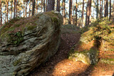 Sandstone rocks covered with green moss in coniferous forest