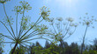 © Анна Петрова - A photo with a spicy herb blooming dill against the sky. For the design and sale of plants