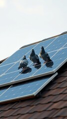 Solar panels on a roof with 3 pigeons sitting in the roof solar panel Ultra realistic Photorealistic 