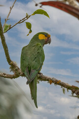 Wall Mural - loro orejiamarillo yellow-eared parrot ognorhynchus icterotis columbia.