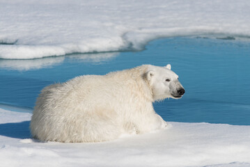 Wall Mural - polar bear lying on ice with snow in arctic