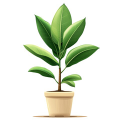 Wall Mural - a potted plant with leaves, a rubber tree isolated on a transparent background