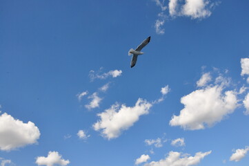 Sea gulls are flying at the Istanbul Bosporus