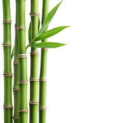 Wall Mural - green bamboo, transparent background