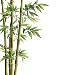 Wall Mural - bamboo isolated on transparent background