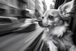 © Stanley - A small dog enjoys the rush of city life while peeking out of a moving car window on a sunny day